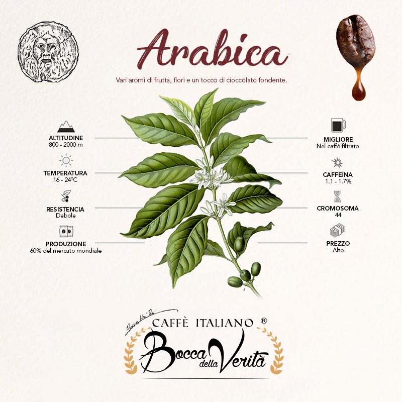 100% Arabica coffee beans "Angel"