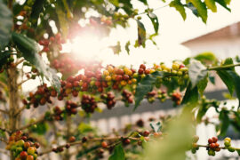 100% Arabica coffee beans "Angel" rama arabica robusta sun sunset
